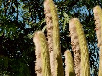 Vatricania guentheri Cactus Bolivia J.Ramirez